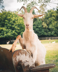 Funny white goat posing on park bench 