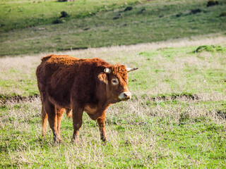 Retinto bull on a green meadow in andalusia, spain