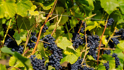 Red Grape Bunches On Vines in Vineyard Summer Time 