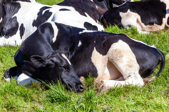 Holstein Friesian cow laying down sleeping in a dairy agricultural livestock pasture field with a blue sky stock photo image