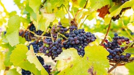 Cluster of red grape bunches on vine 
