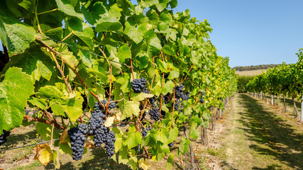 Row of Red Grape Bunches in Vineyard 