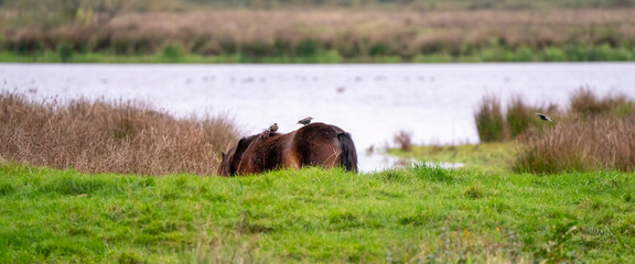 Panorama of two starlings on the back of a chestnut wild horse. Seen from the side. Part of horse, lake in background. Long cover, banner or social media