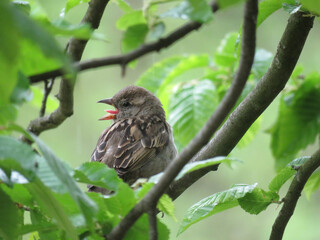House Sparrow