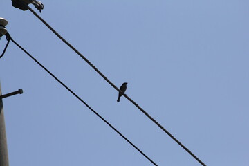 Tree sparrow