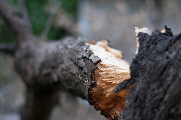 Tronco de árbol roto por la fuerza del viento
