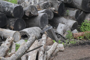 Tree sparrow