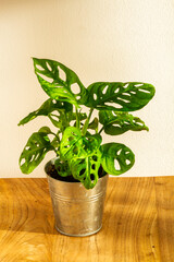 Monstera Monkey Mask. Plant in metal pot. White background.