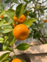 Portrait view of the ripe desert lime fruit