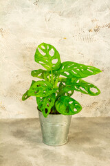 Monstera Monkey Mask. Plant in metal pot. White background.