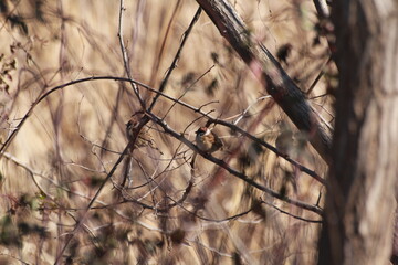 Tree sparrow