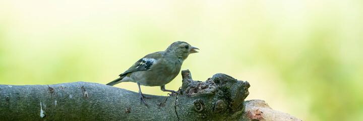 Panorma of a pretty female house finch perched on a branch in a tree in summe