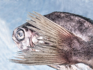 Conceptual photo of a bream with the tail in the foreground