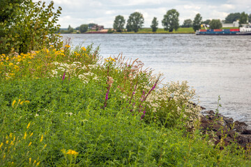 Exuberant flowering wild plants on the banks of a Dutch river. In the background a cargo ship is...