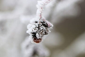 Hintergrund frostiger Wintereinbruch - Nahaufnahme von Früchten des Pfaffenhütchens mit Eiskristallen und Schnee bedeckt