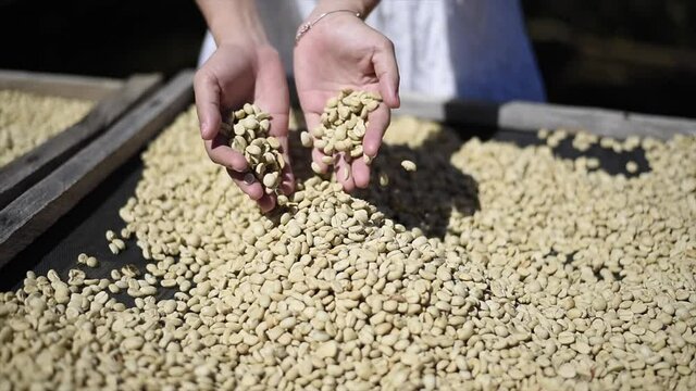 drying and selecting coffee beans. Dry organic green bean selecting in coffee milling process.