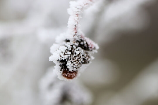 Hintergrund frostiger Wintereinbruch - Nahaufnahme von Fr&uuml;chten des Pfaffenh&uuml;tchens mit Eiskristallen und Schnee bedeckt