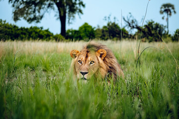 crouching male lion in the grass