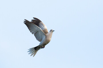 Fototapeta na wymiar Flying Dove