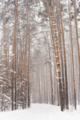 winter pine forest, pine trees in the snow, pine trunks