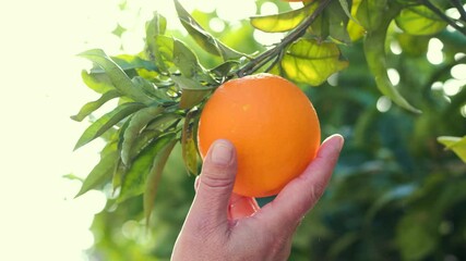 A man's hand checks the ripeness of oranges in an orange grove.