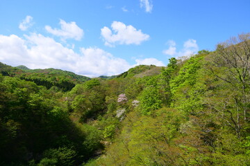 Fototapeta premium 新緑の季節。一関、岩手、日本。5月上旬。