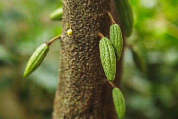 small young cocoa pod  on cacao tree