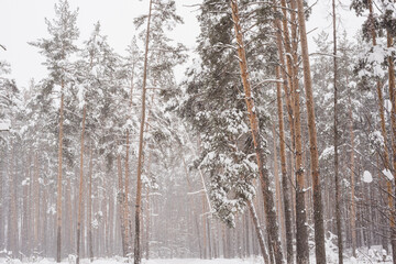 winter pine forest, pine trees in the snow, pine trunks