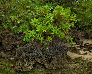 Malaysia. The East coast of the island of Borneo. Fossilized remains of ancient inhabitants of coral reefs on the tropical coast of the Pacific Ocean.