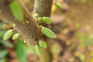 small young cocoa pod  on cacao tree