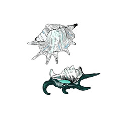 Vector Illustration of a freehand seashell isolated on a white background. Marine illustration for printing on the menu, icon, logo, template for the designer