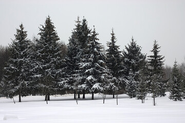 spruce trees with snow on the branches on a frosty day