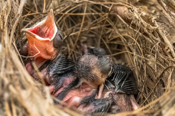 Oisillons au nid