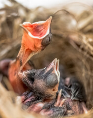 Oisillons affamés cous tendus