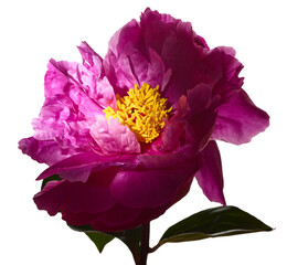 Beautiful pink peony flower isolated on white background