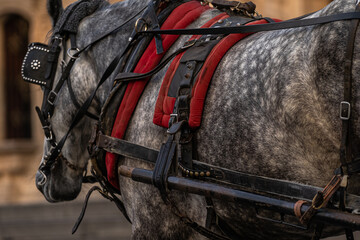 Obraz premium Caballo con riendas y montura