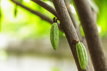 small young cocoa pod  on cacao tree