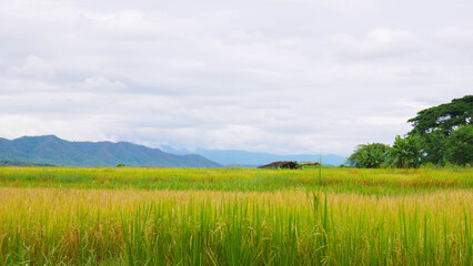 Rice fields and sky with mountain