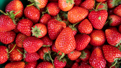 Red fruit strawberry many with top view