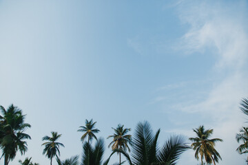 Fototapeta na wymiar tops of palm trees against the sky
