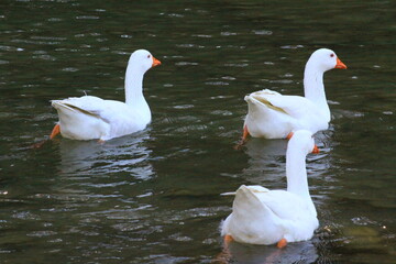 hermoso patos blancos bañandose en el rio y nadando