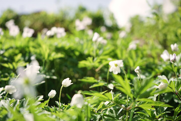 Weisse Blüten in den Alpen