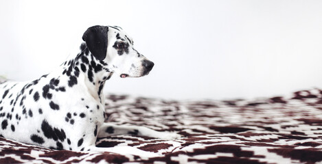 Profile of a Dalmatian dog laying on a bed, white wall background