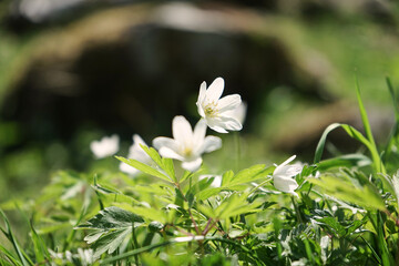 Blüten in der Sonne