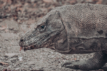 Komodo dragon, the biggest lizard, the last dinosaur. Reptile.	