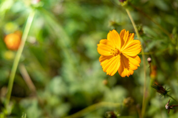 The background image of the colorful flowers