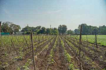 Fototapeta na wymiar Tomato plant at agriculture field