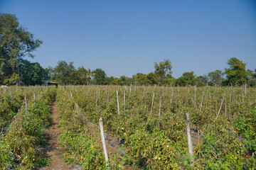 Fototapeta premium Tomato plant at agriculture field