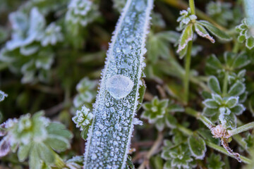 Frost on the Green leaves of a plant The grass covered with hoarfrost.