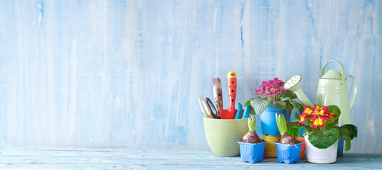 young primula and hyacinth flowers and gardening utensils, springtime gardening, panoramic mock up large copy space
